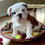 Entry image for Dozer