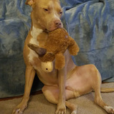 Entry image for Capone