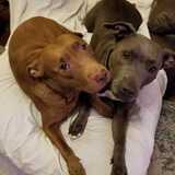 Entry image for Nala & Mystic