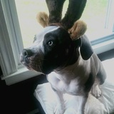 Entry image for Bonnie Blue 