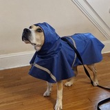 Entry image for Damoni