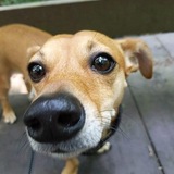 Entry image for Ernesto Chiweenie