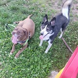 Entry image for Chewie and Kiko