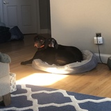 Entry image for Bella & Remi