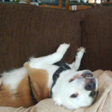 Entry image for Charley