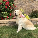 Entry image for Piper