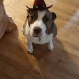 Entry image for Bella