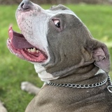 Entry image for Roscoe