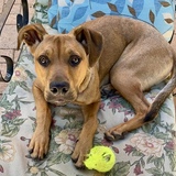 Entry image for Bodhi