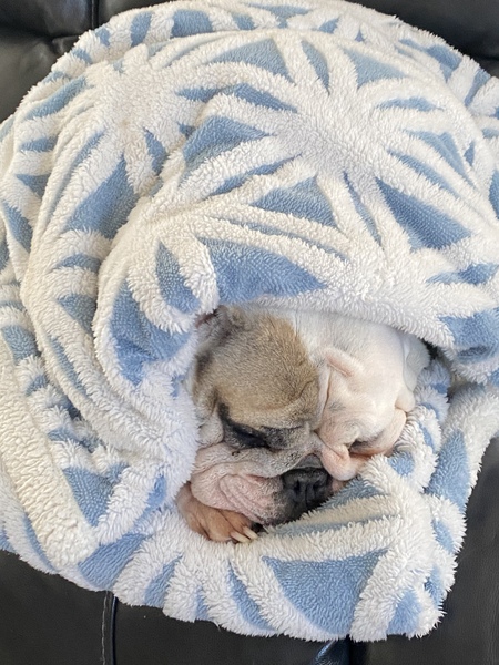 Entry image for Bean. Clicking this image will show a larger photo