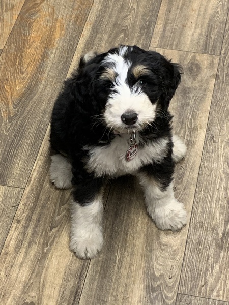 Entry image for Rosie. Clicking this image will show a larger photo