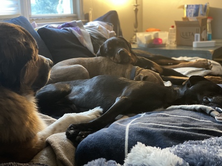 Entry image for cooper, Piper, bear and Bruno . Clicking this image will show a larger photo