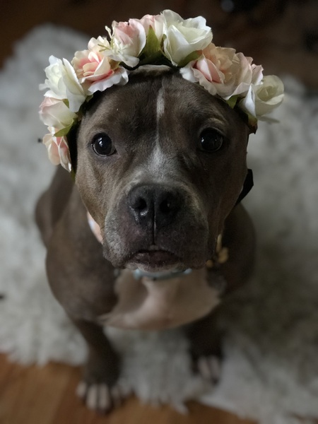 Entry image for Tinkerbell. Clicking this image will show a larger photo