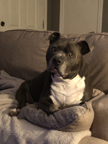 Entry image for Crixus . Clicking this image will show a larger photo