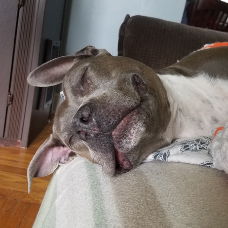 Entry image for Brownie . Clicking this image will show a larger photo