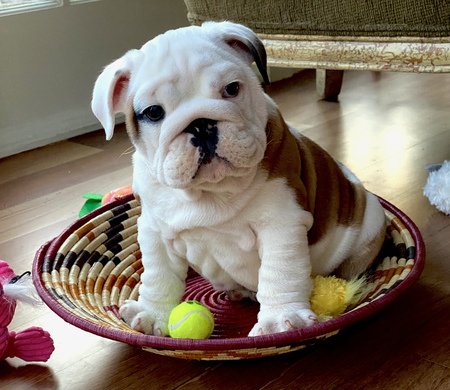 Entry image for Dozer. Clicking this image will show a larger photo