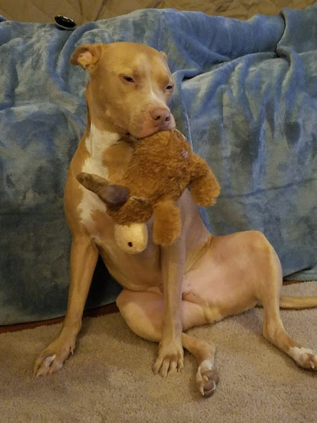 Entry image for Capone. Clicking this image will show a larger photo