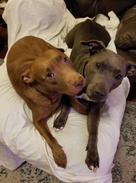 Entry image for Nala & Mystic. Clicking this image will show a larger photo