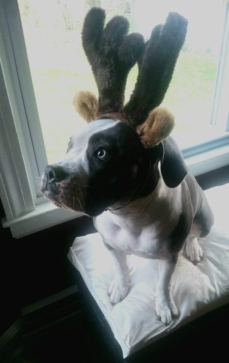 Entry image for Bonnie Blue . Clicking this image will show a larger photo