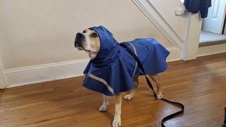 Entry image for Damoni. Clicking this image will show a larger photo