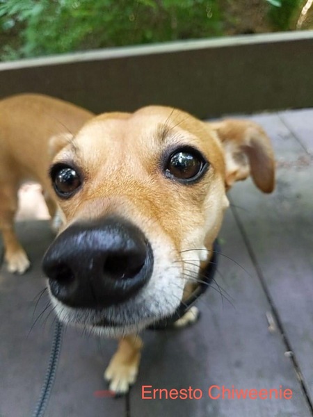 Entry image for Ernesto Chiweenie. Clicking this image will show a larger photo