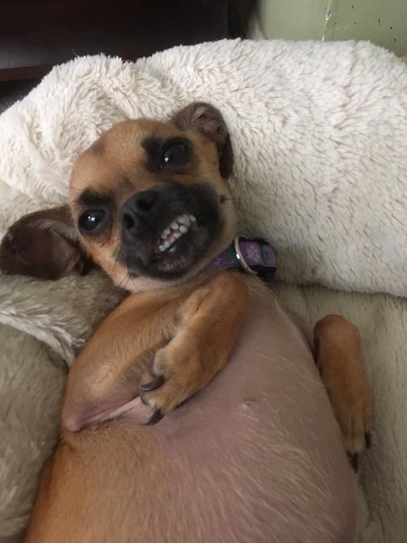 Entry image for Lola Findlay . Clicking this image will show a larger photo