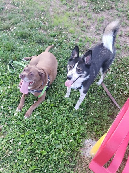 Entry image for Chewie and Kiko. Clicking this image will show a larger photo