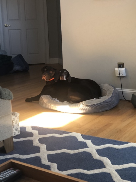 Entry image for Bella & Remi. Clicking this image will show a larger photo