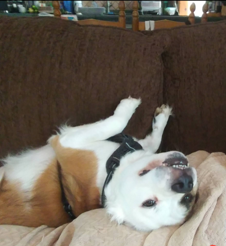 Entry image for Charley. Clicking this image will show a larger photo