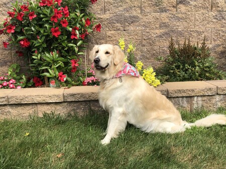 Entry image for Piper. Clicking this image will show a larger photo