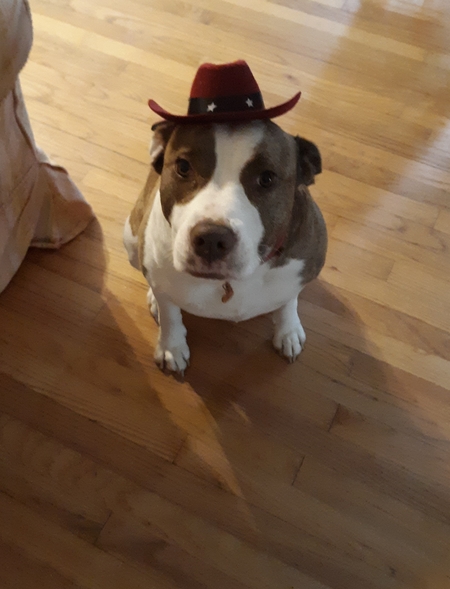 Entry image for Bella. Clicking this image will show a larger photo