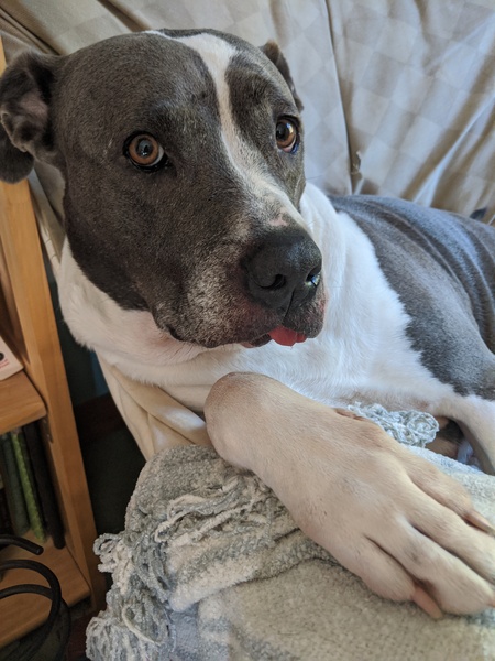 Entry image for Star. Clicking this image will show a larger photo