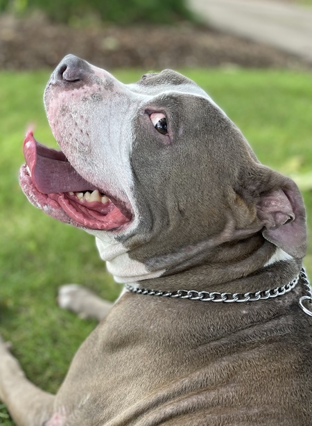 Entry image for Roscoe. Clicking this image will show a larger photo