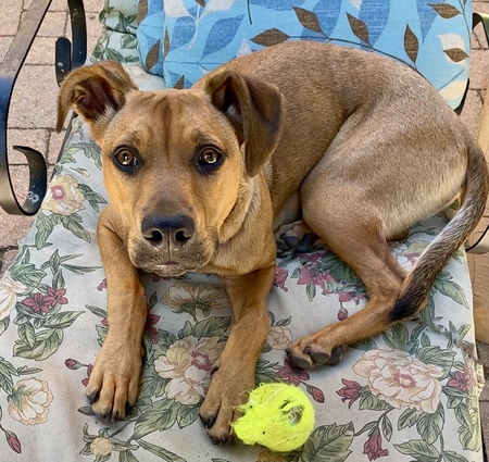 Entry image for Bodhi. Clicking this image will show a larger photo