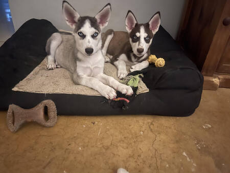 Charmed litter (Leo and Phoebe)