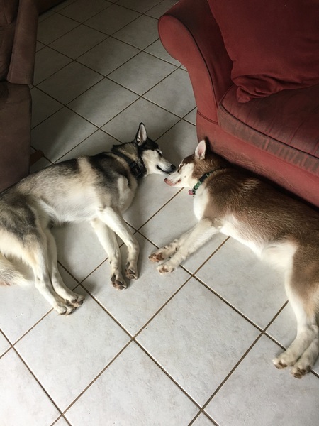 Diesel and Bailey