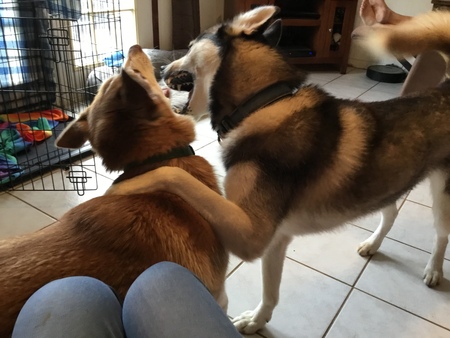 Diesel and Bailey