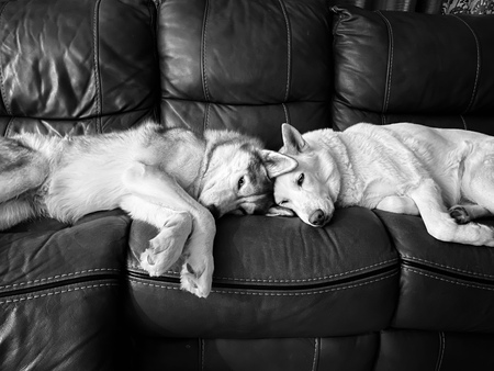 Jojo & Ghost