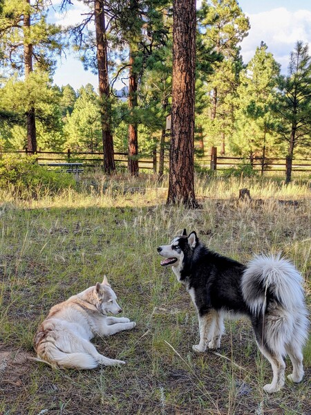 Kami & Koda