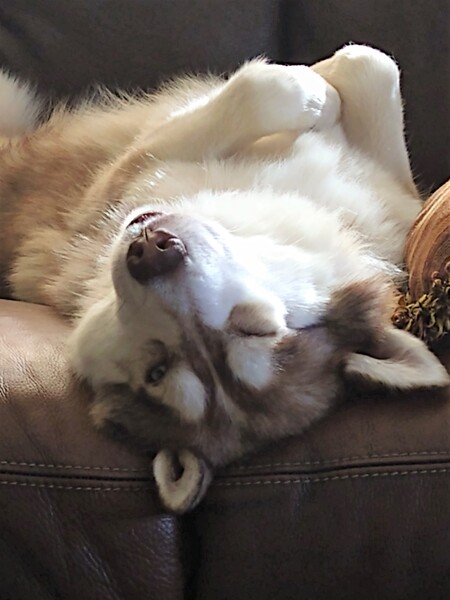 Archie