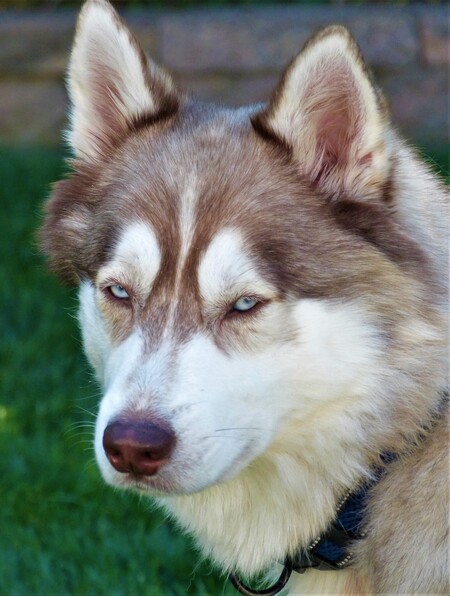 Archie