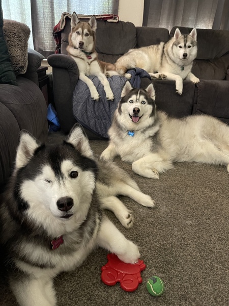 Luna, Dresden, Tavi and Saphira