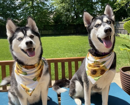 Leia and Arya 