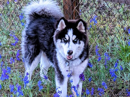 Koda
