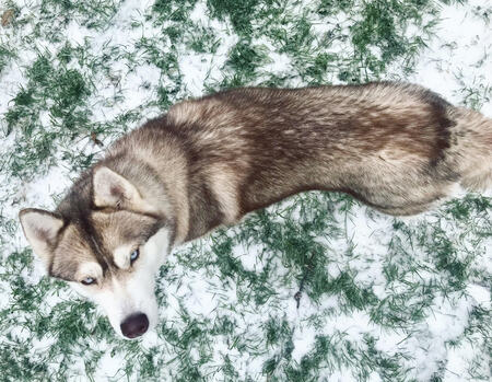Sakari