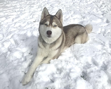 Sakari