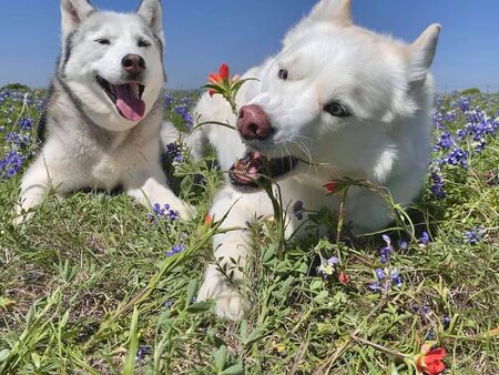 Kota and Aspen
