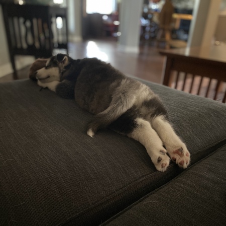 Twyla from Schitt’s creek litter 