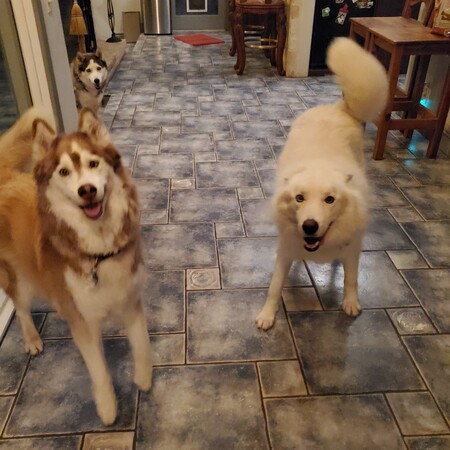 Skiut, Kotton and Kissabu