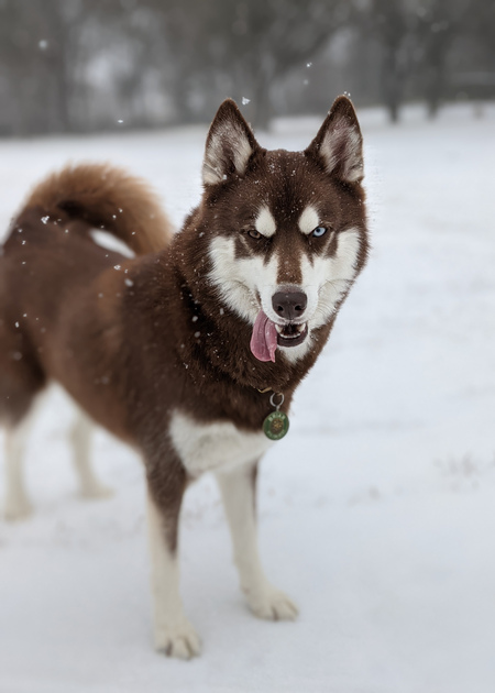 Briar